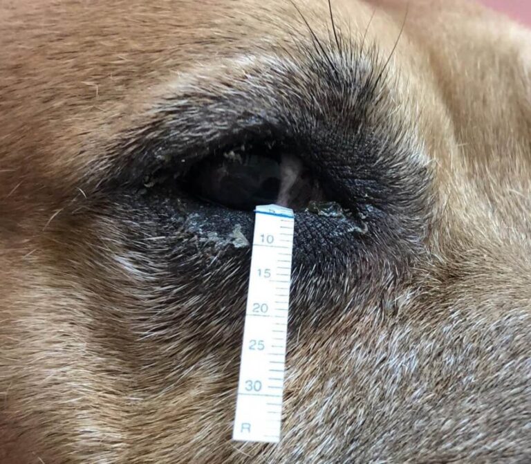 Quantitative dry eye Animal Eye Care