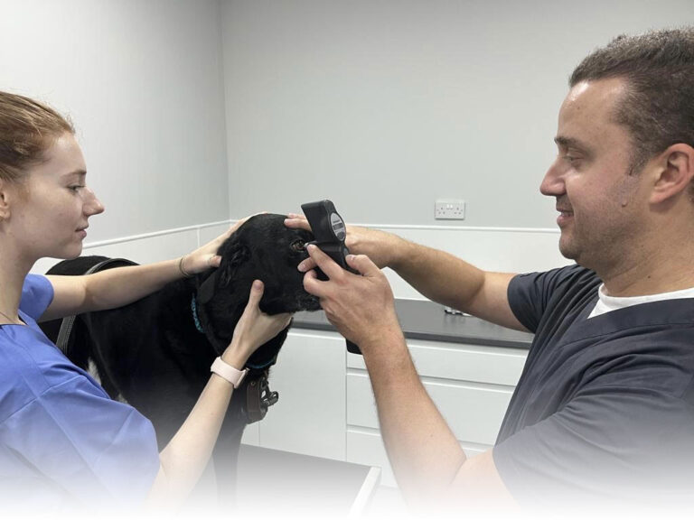 Animal Eye Care Vets in Warrington
